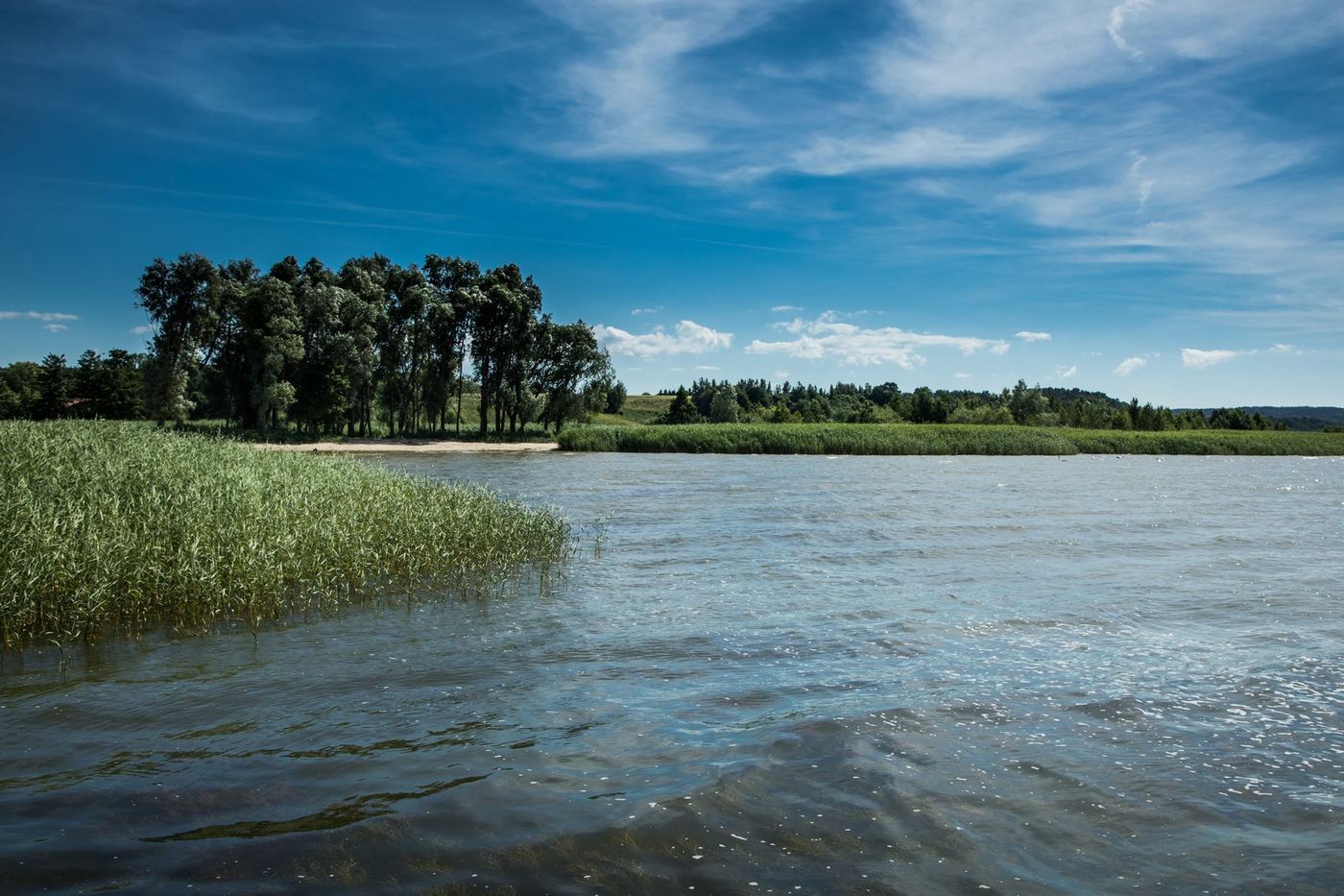 Brzeg Zalewu Wiślanego z trzcinowiskami